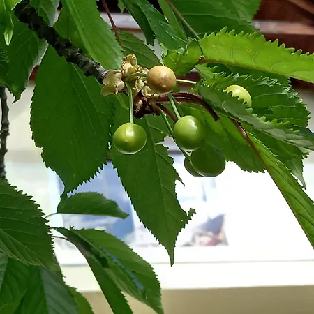 Casa rural Vineyard Foggy Sea Semic