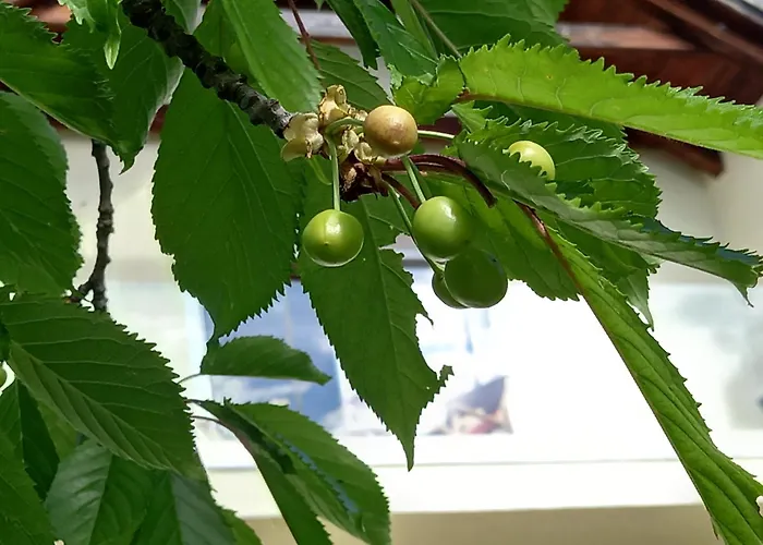 Летний дом Vineyard Foggy Sea Semic